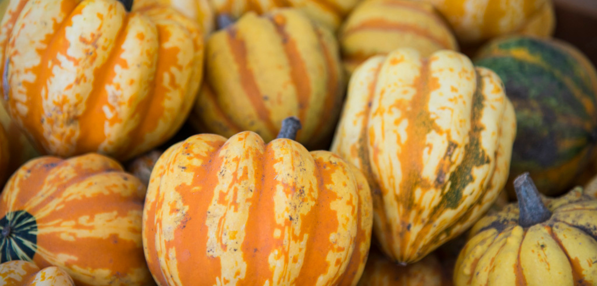 a pile of fall squash