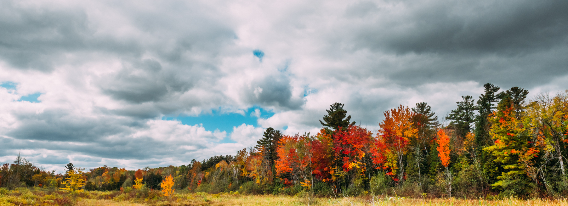 fall landscape