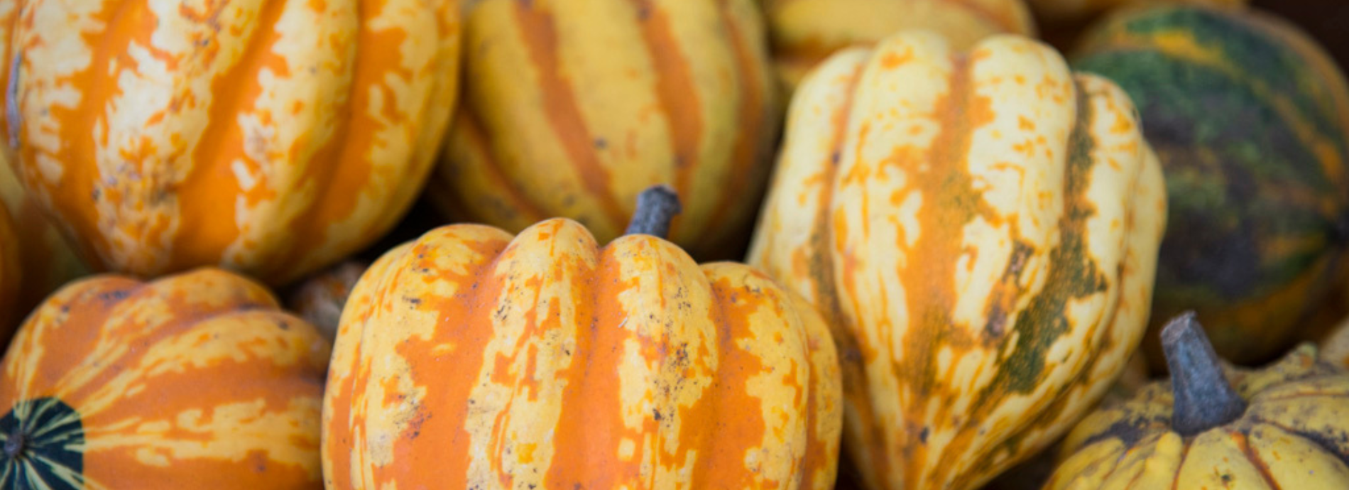 pile of fall squash