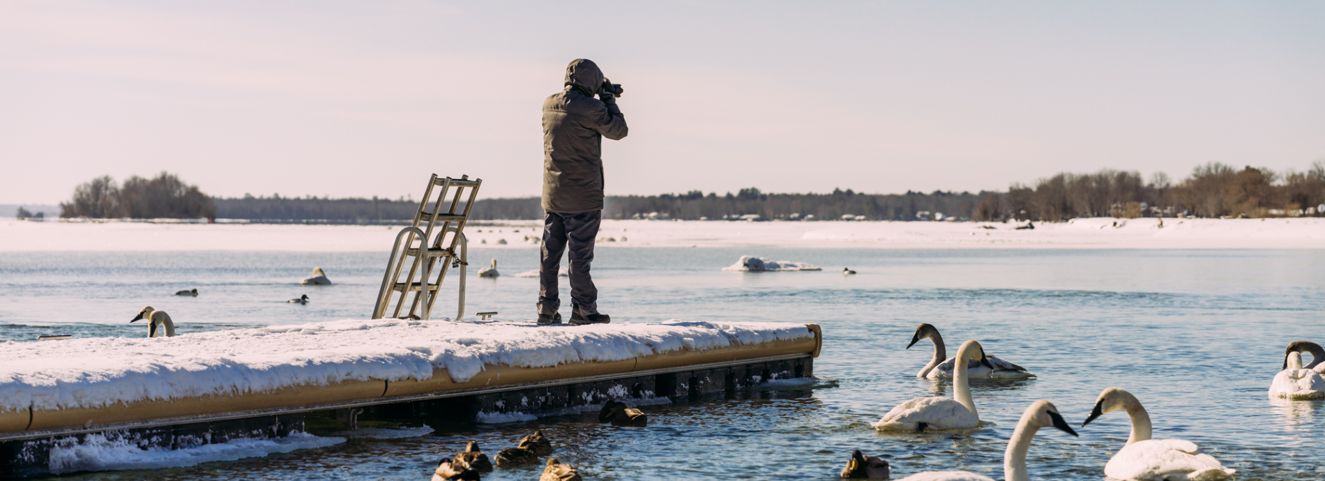 photographer standing on the Washago Dock surrounded by birds