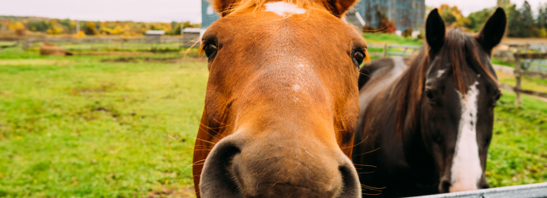 two horses by a fence