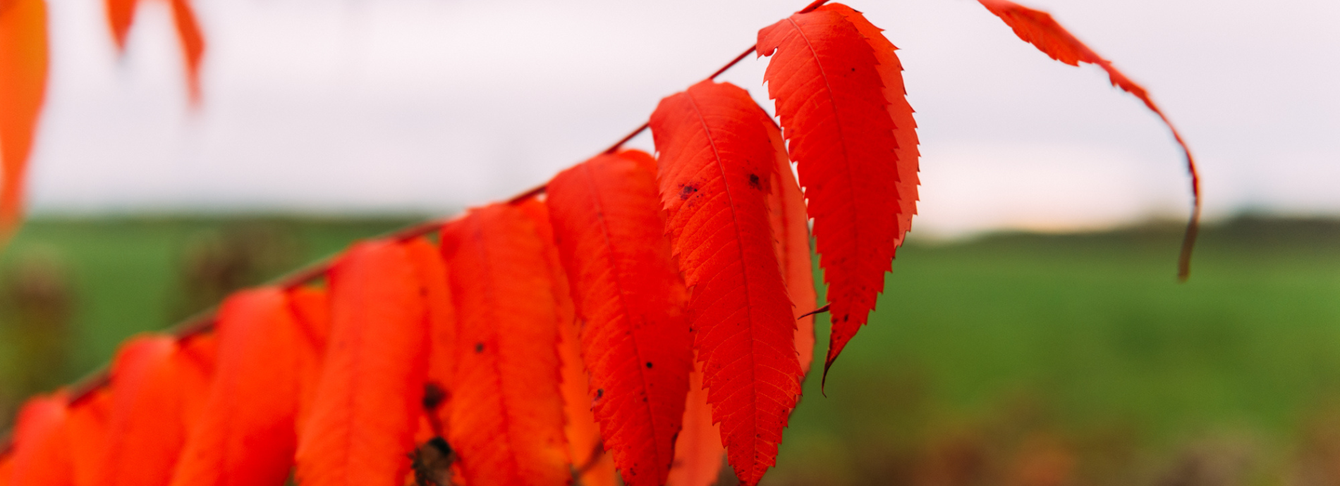 sumac leaves