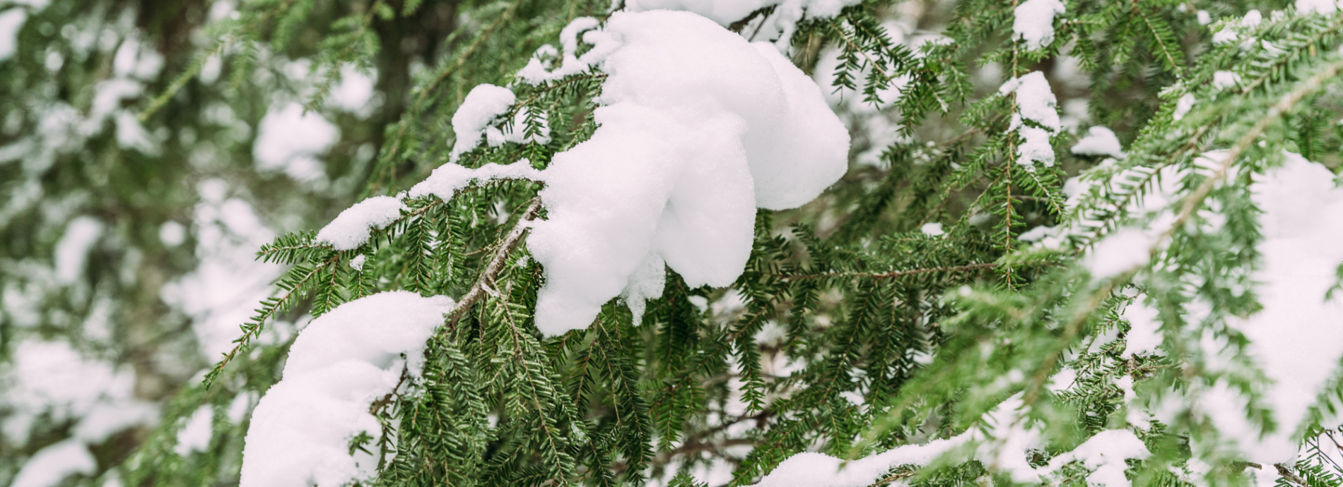 tree branches covered in snow