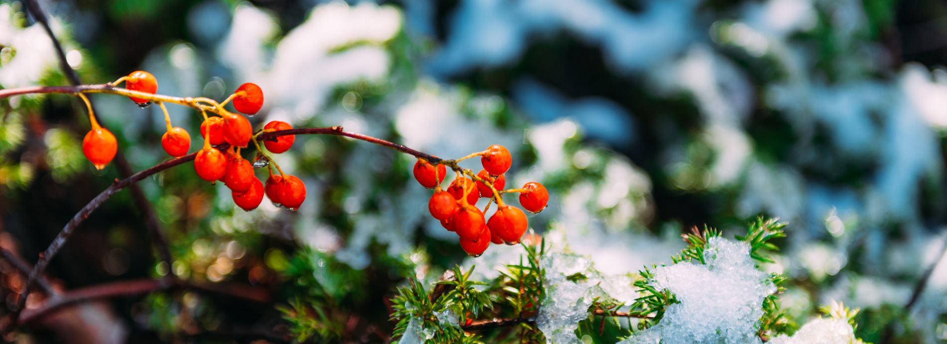 winter tree and berries covered in snow