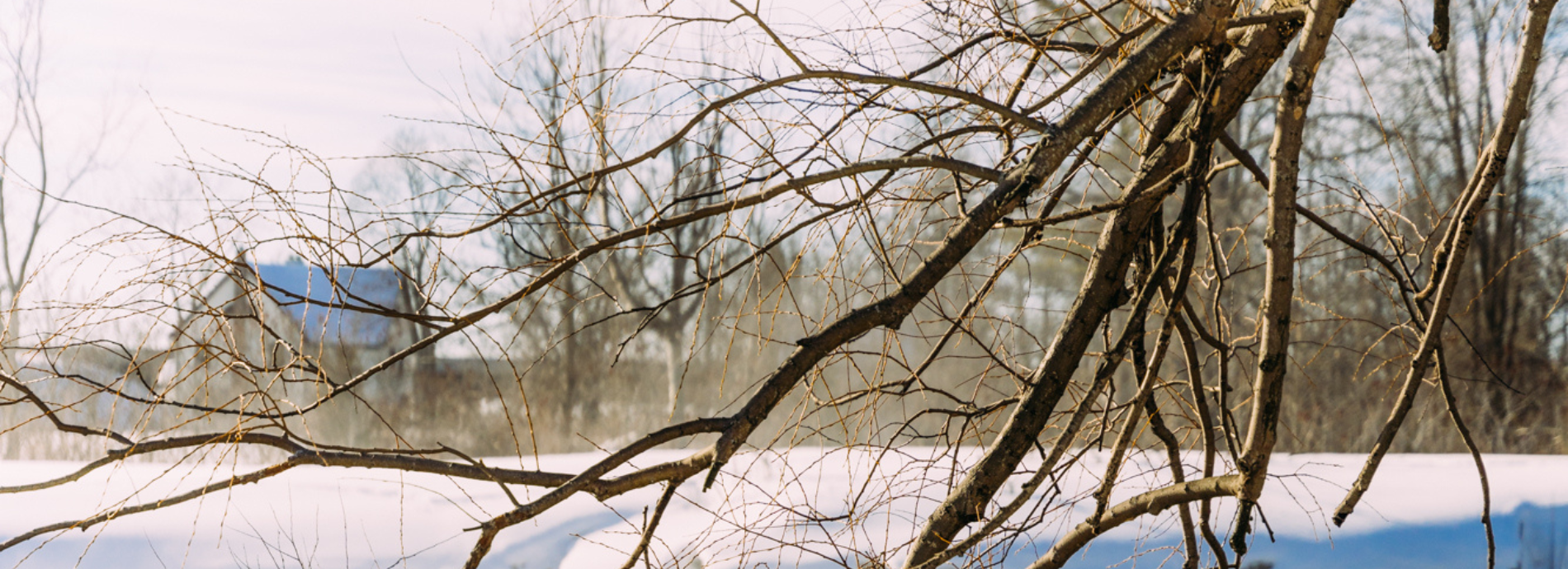 branches over the side of the Severn River