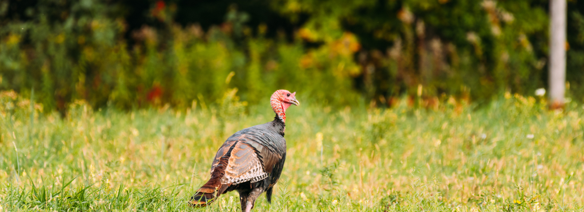 wild turkey in a field