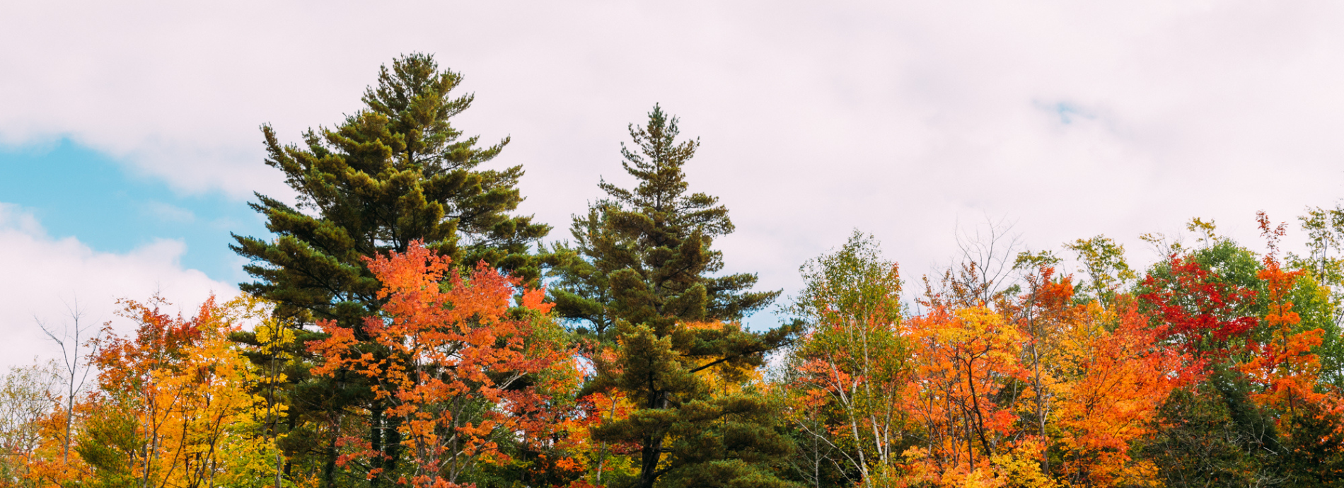 trees in fall colour